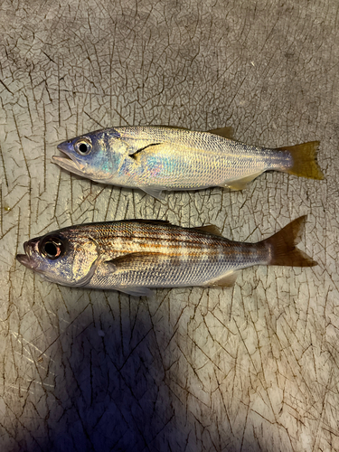 California salema (Haemulon californiensis) — Haemulidae