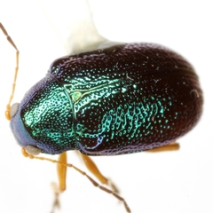 Colaspis cruriflava