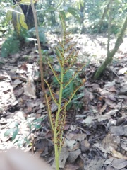 Sceptridium schaffneri