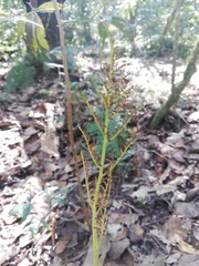 Sceptridium schaffneri