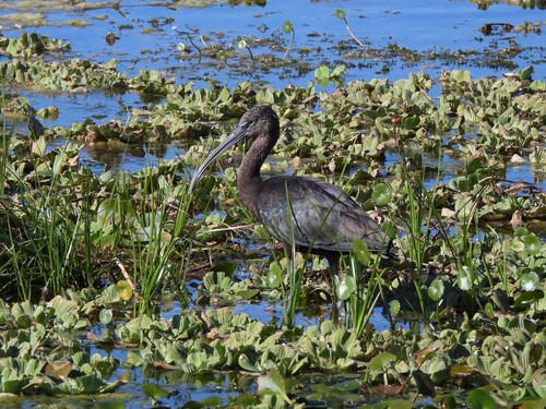 Glossy Ibis (Plegadis falcinellus), photo 8