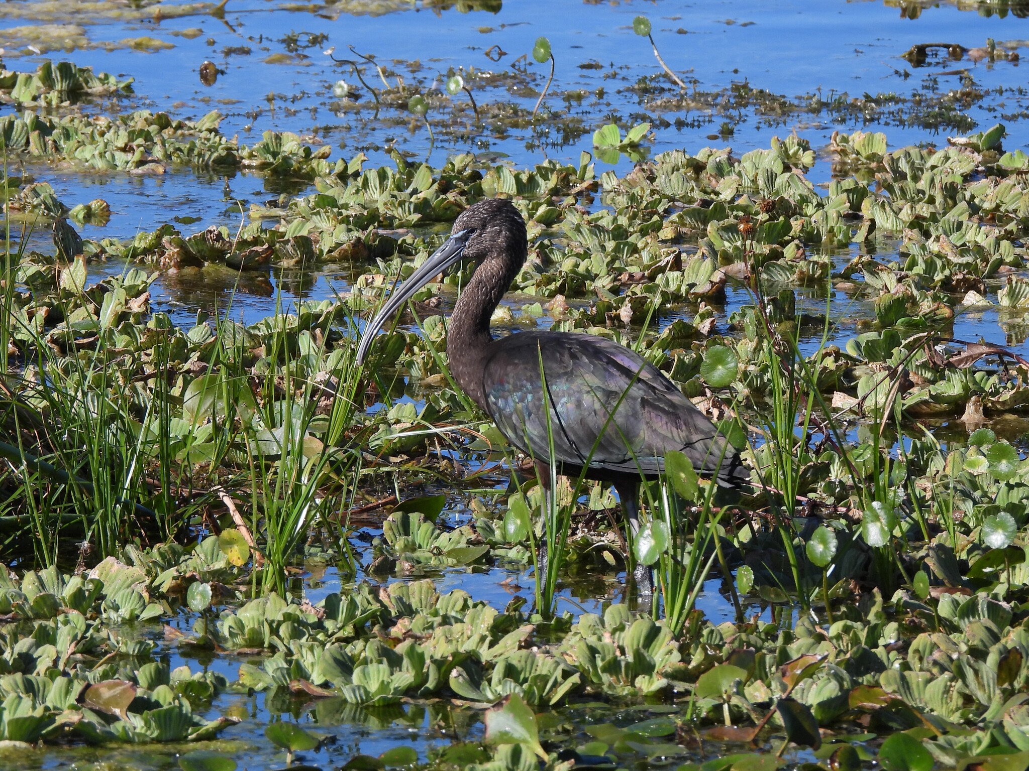 Glossy Ibis (Plegadis falcinellus), photo 8