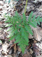 Sceptridium schaffneri