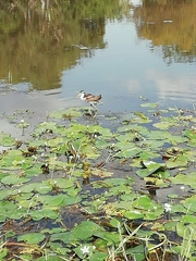 Jacana jacana hypomelaena