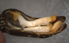Gastrodia molloyi