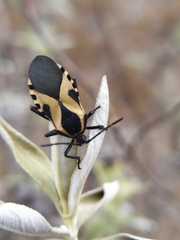 Sephina vinula
