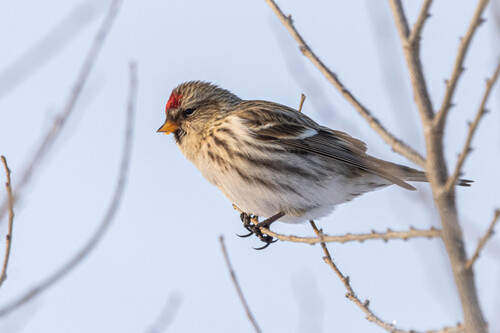 Redpoll (Acanthis flammea), photo 6