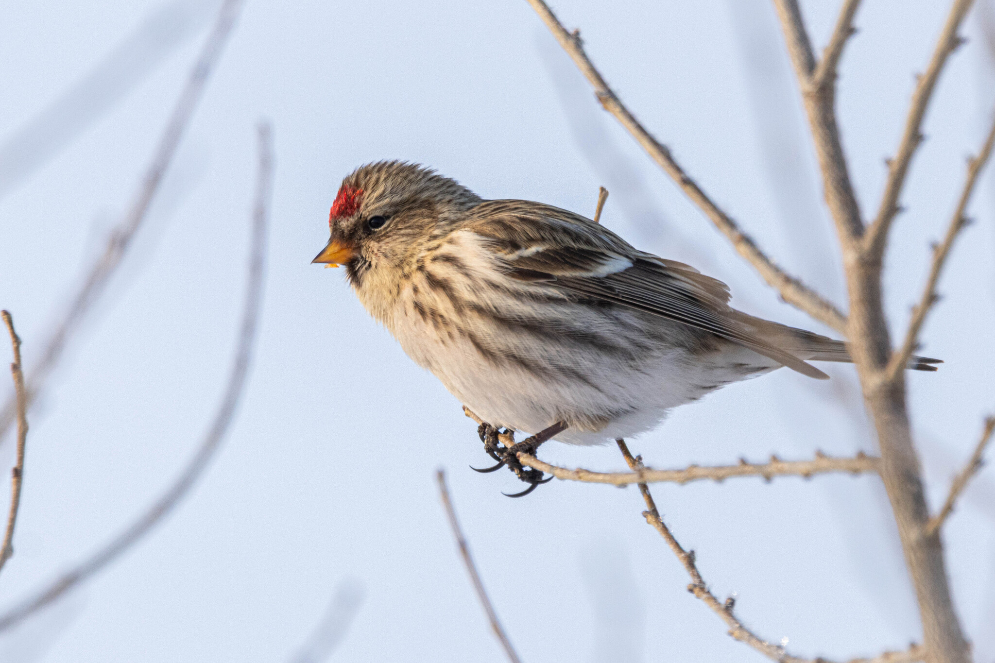 Redpoll (Acanthis flammea), photo 6