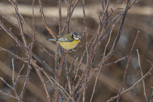 Eurasian Blue Tit (Cyanistes caeruleus), photo 2
