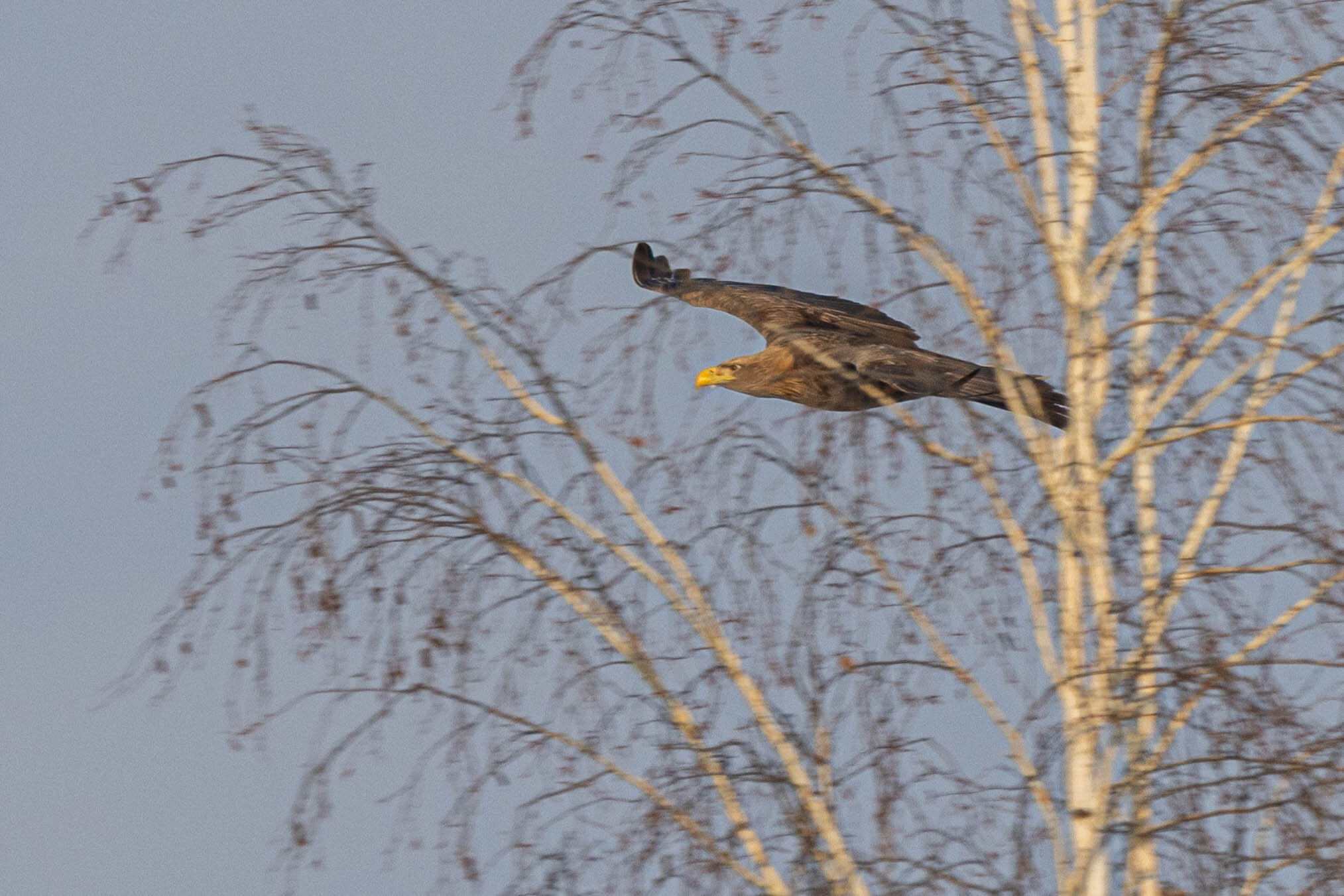 White-tailed Eagle (Haliaeetus albicilla), photo 2