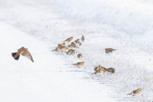 Horned Lark (Eremophila alpestris), photo 4