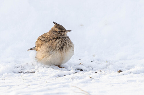 Crested Lark (Galerida cristata), photo 5