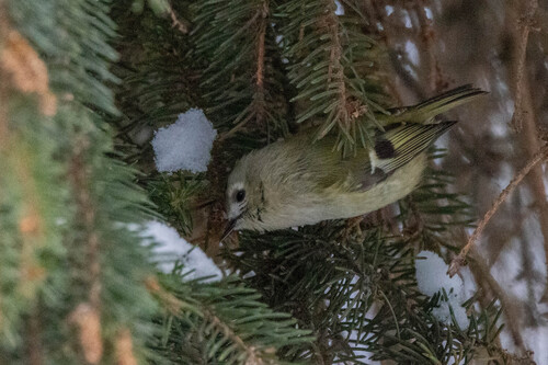 Goldcrest (Regulus regulus), photo 4