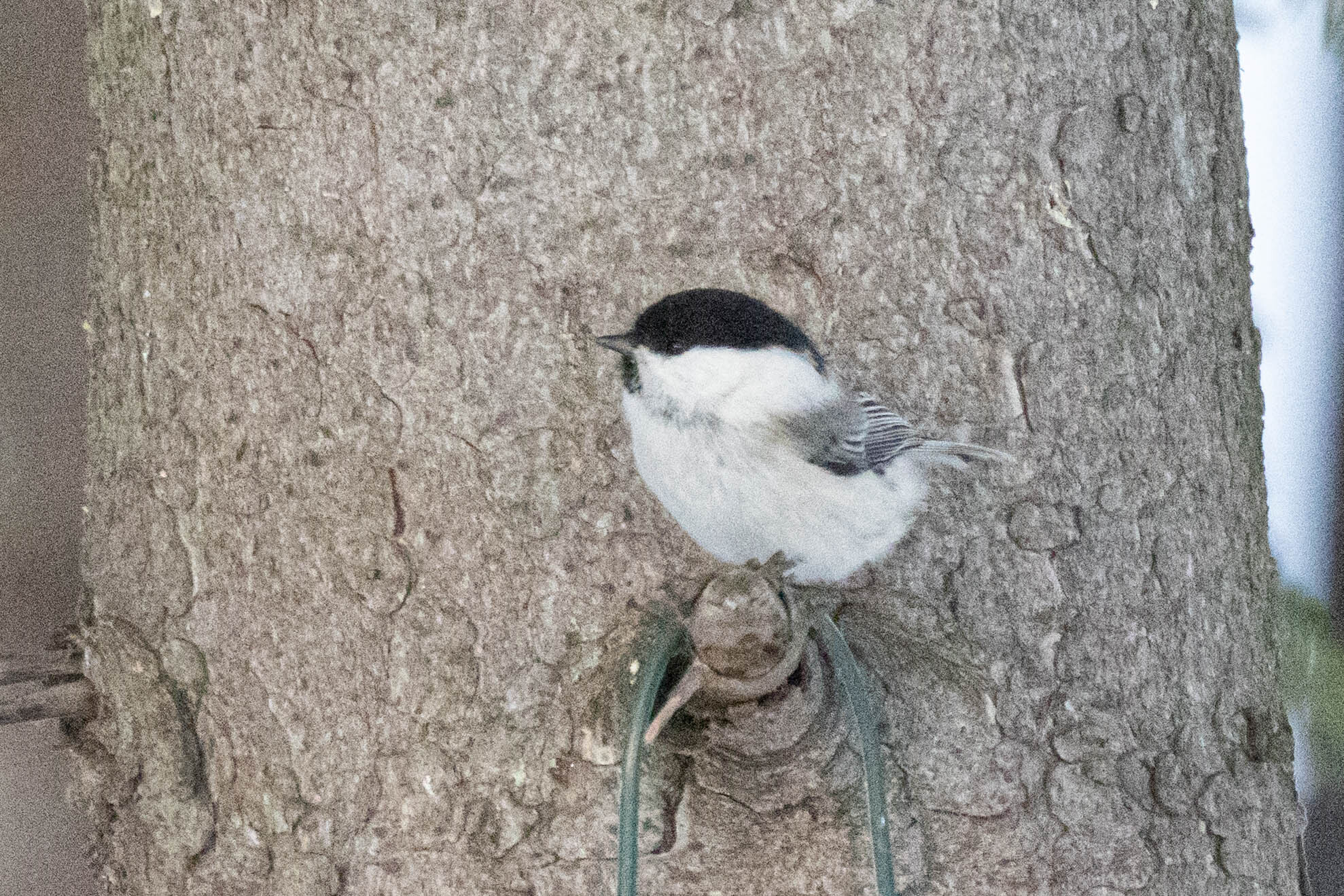 Willow Tit (Poecile montanus), photo 3