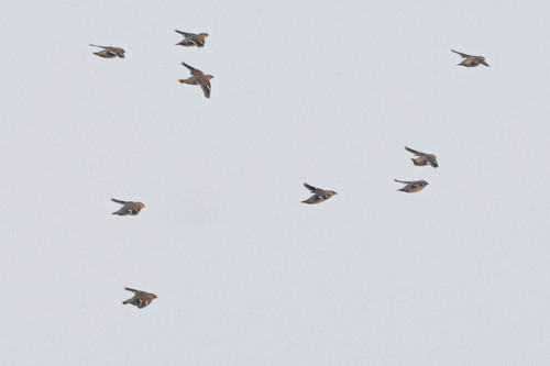 Bohemian Waxwing (Bombycilla garrulus), photo 4