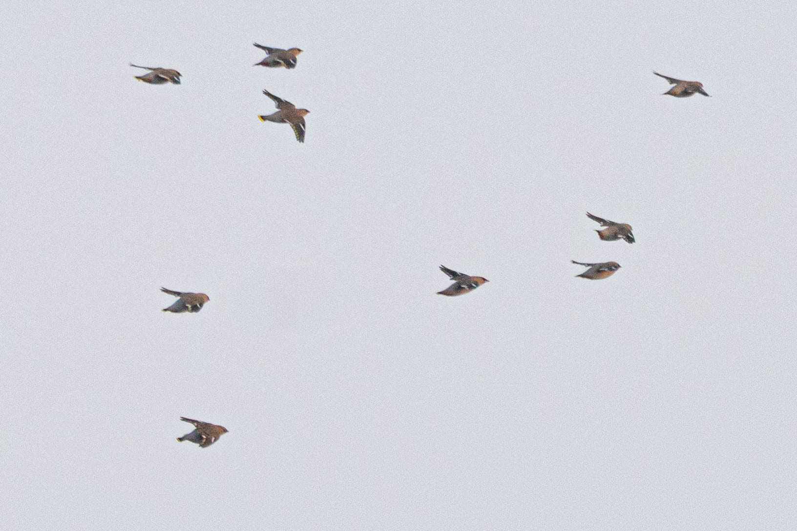 Bohemian Waxwing (Bombycilla garrulus), photo 4