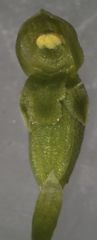 Microtis oligantha