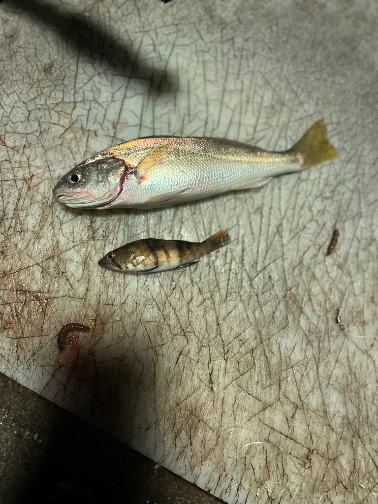 Croaker (Genyonemus lineatus) — Sciaenidae