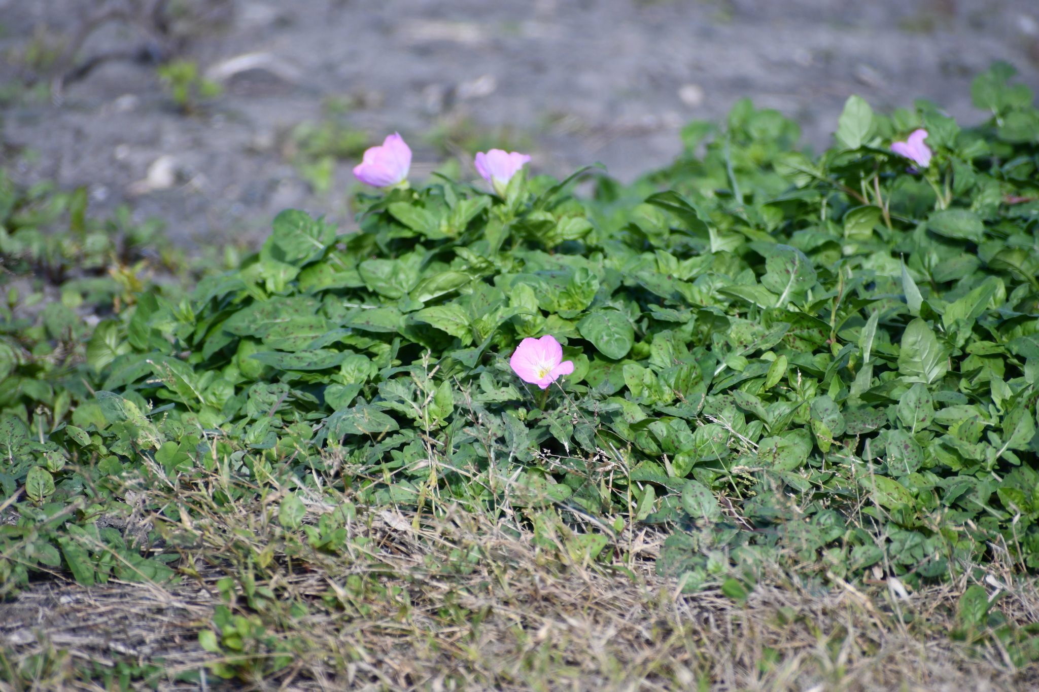 Pink evening primrose