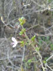 Carlowrightia