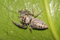 Opisthoncus grassator