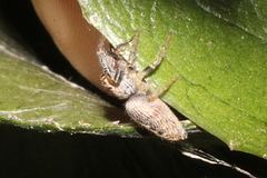 Opisthoncus grassator