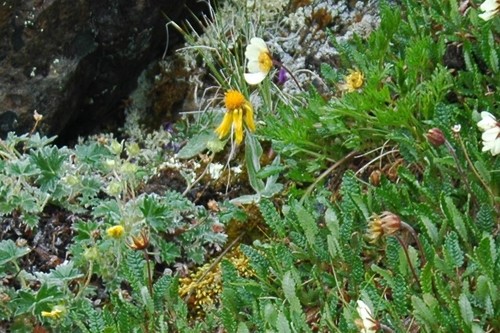 Image of Tephroseris lindstroemii by (c) Syd Cannings, some rights reserved (CC BY)