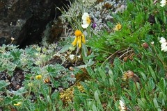 Tephroseris lindstroemii