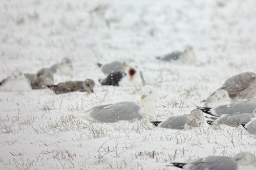 Great Black-backed Gull (Larus marinus), photo 2