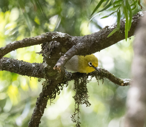 Ethiopian White-eye (Zosterops poliogastrus), photo 6