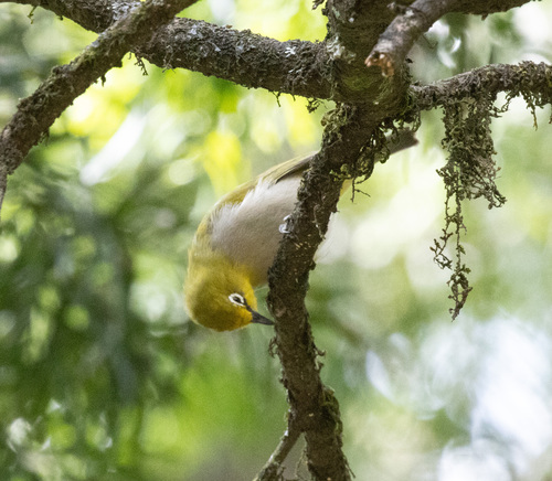 Ethiopian White-eye (Zosterops poliogastrus), photo 8