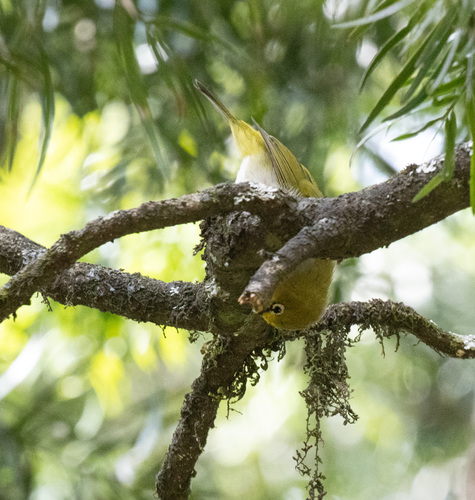 Ethiopian White-eye (Zosterops poliogastrus), photo 2