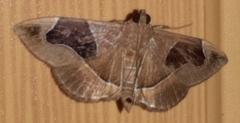 Lamprosema sinaloanensis