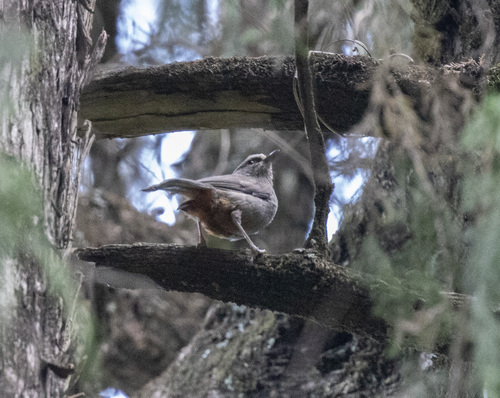 Abyssinian Catbird (Sylvia galinieri), photo 6