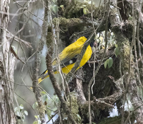 Ethiopian Oriole (Oriolus monacha), photo 7