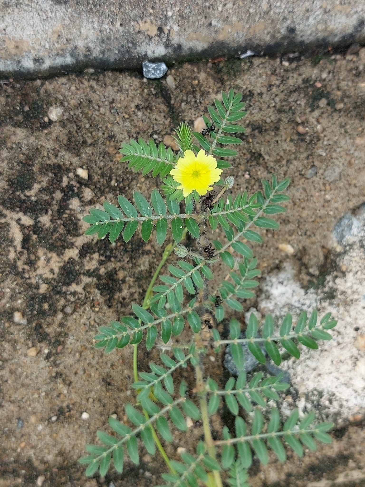 Imagem de Tribulus terrestris