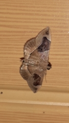 Lamprosema sinaloanensis