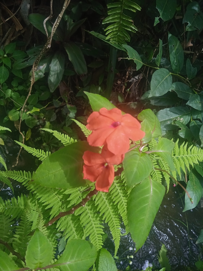 Busy Lizzie, Bizzy lizzy, Balsam, Zanzibar balsam, Sultana, Sultan's flower, Sultan's balsam, Impatiens, Garden impatiens, Patience plant, Patient Lucy (Impatiens walleriana)