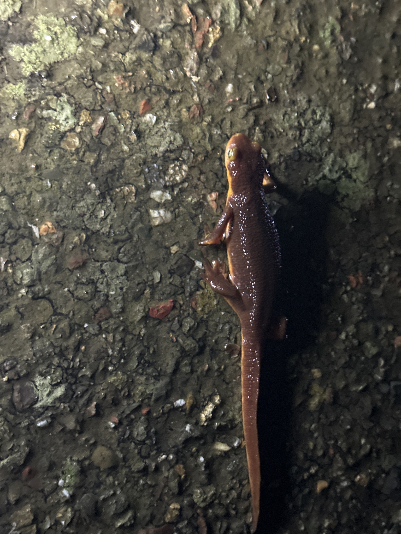 Taricha torosa (Rathke, 1833)