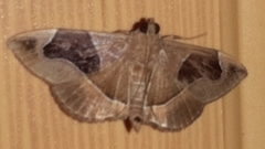 Lamprosema sinaloanensis