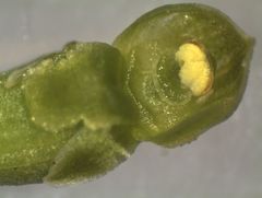 Microtis oligantha
