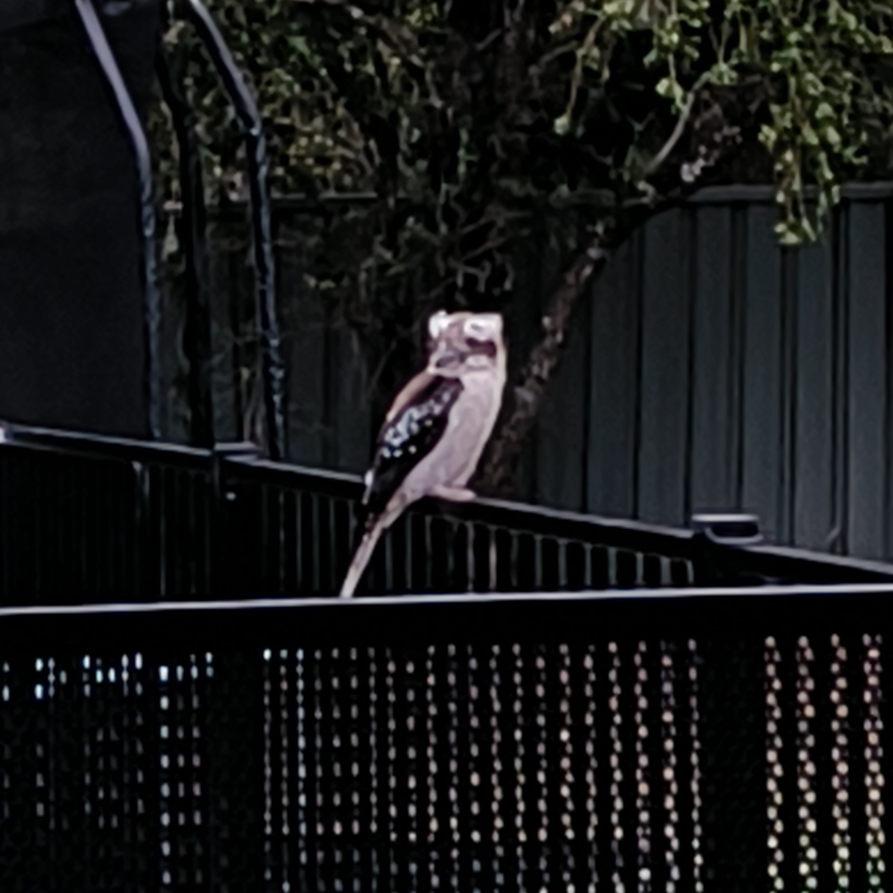 Laughing Kookaburra (Dacelo novaeguineae), photo 3
