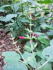 Salvia karwinskii