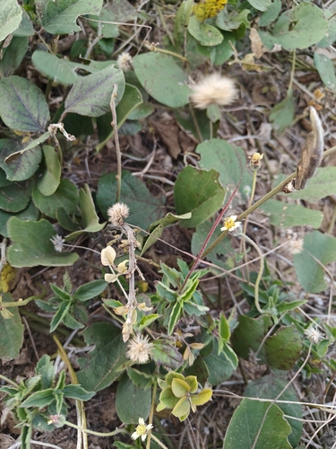 Tridax Daisy