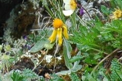 Tephroseris lindstroemii