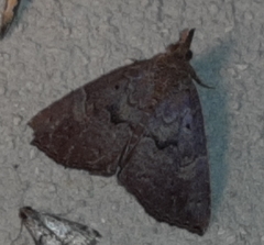 Hypena peruvialis