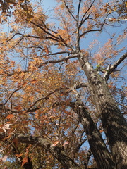 Liquidambar formosana