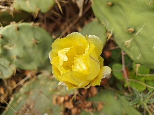 shell mound pricklypear