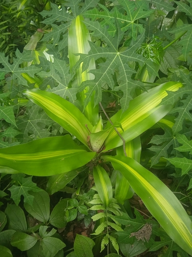 Dracaena fragrans