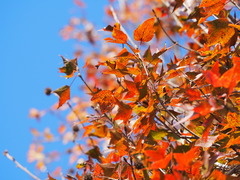 Liquidambar formosana